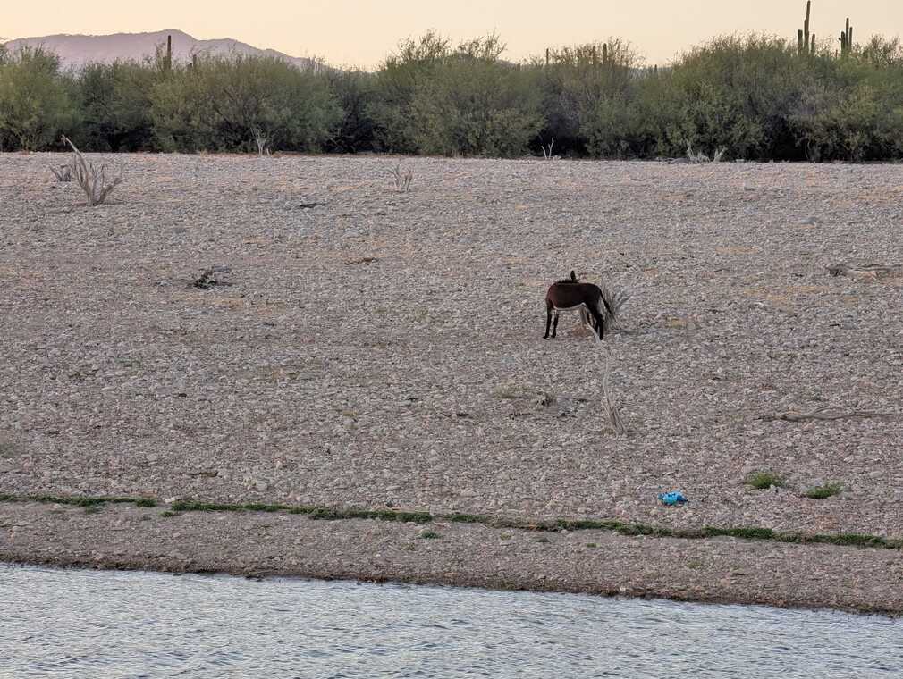 Desert Donkey by the Shore