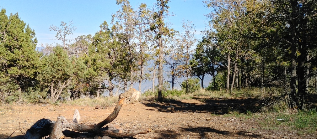 Pine Forest on a Hillside, Northern AZ