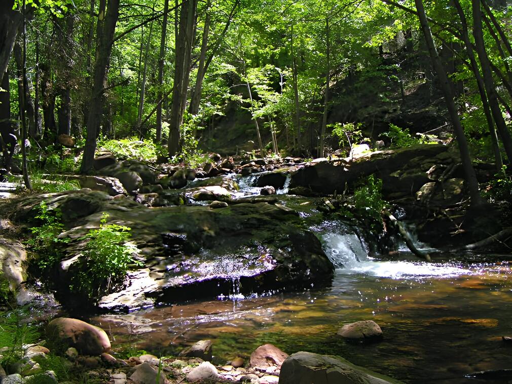 Forest Stream in Spring
