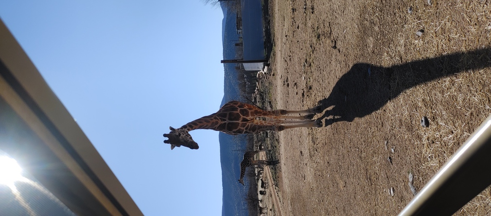 Giraffe at Out of Africa Wildlife Park