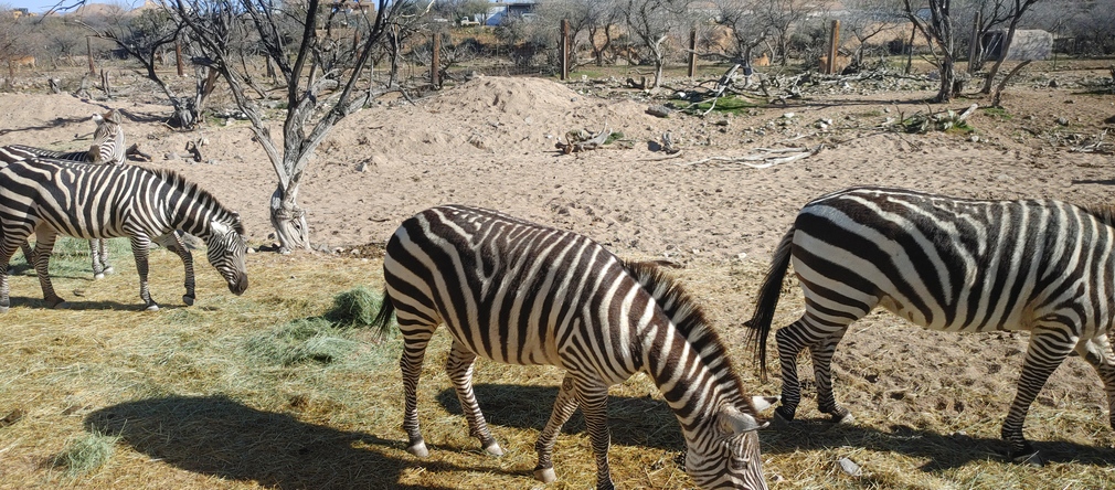 Zebras Grazing at Out of Africa Wildlife Park