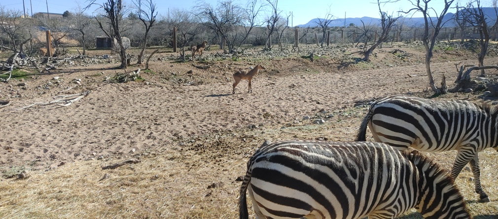 Zebras and Antelope at Out of Africa Wildlife Park