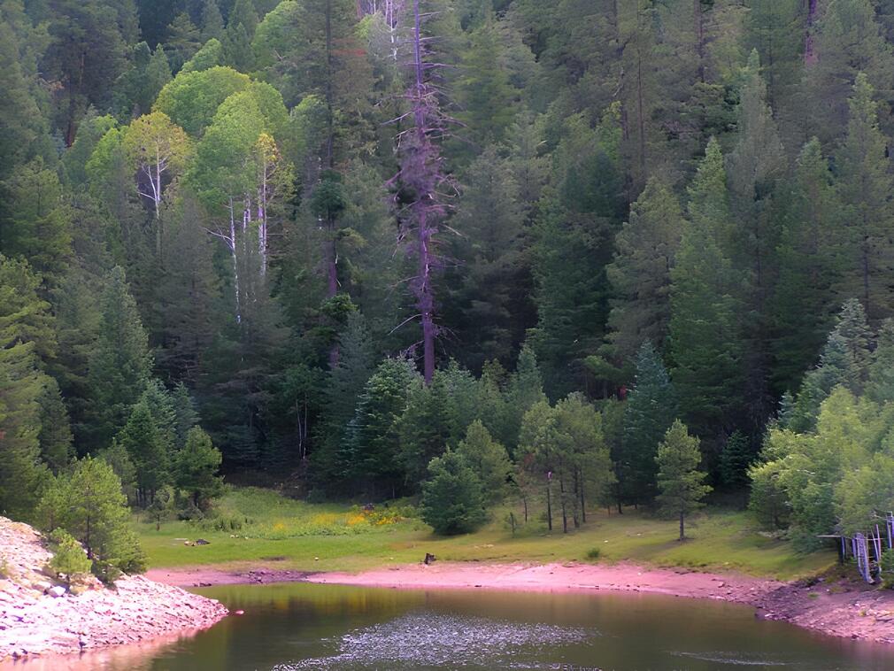 Serene Forested Lake Shore