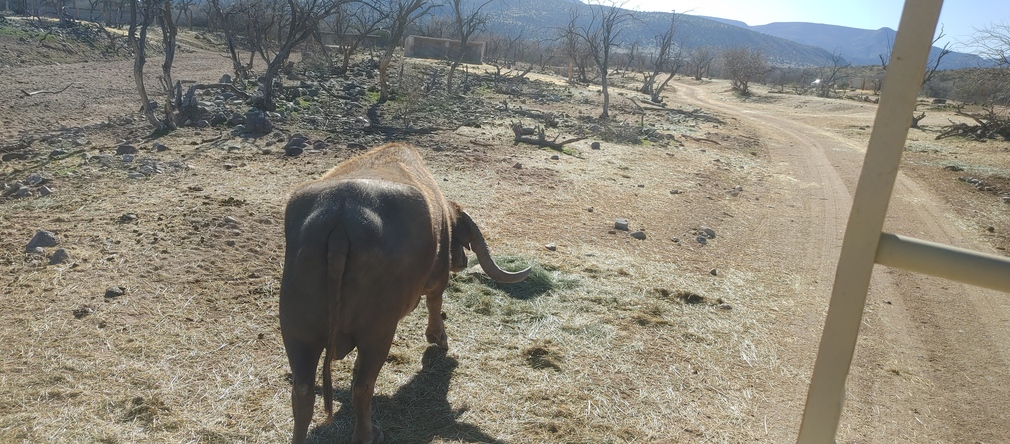 Elephant Grazing at Out of Africa Wildlife Park