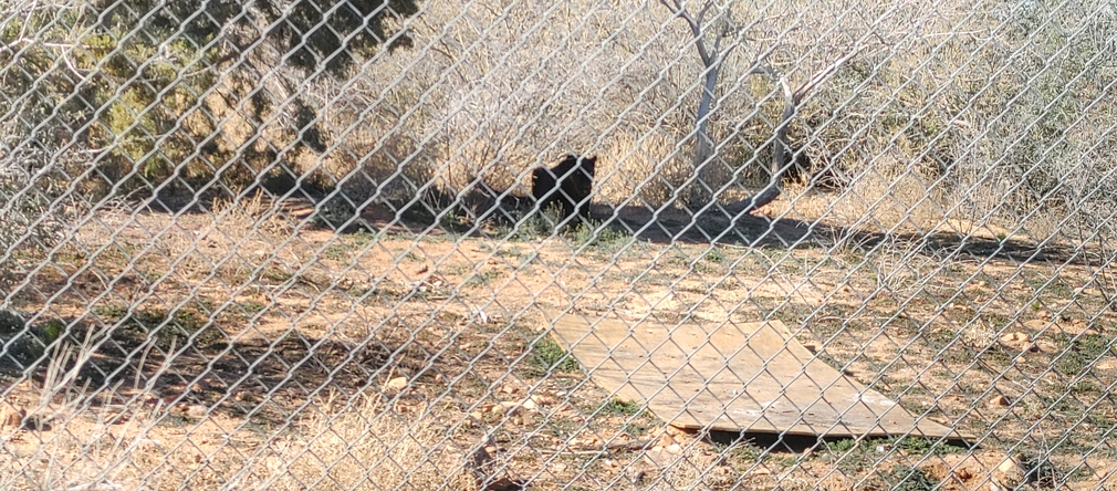 Black Bear at Out of Africa Wildlife Park