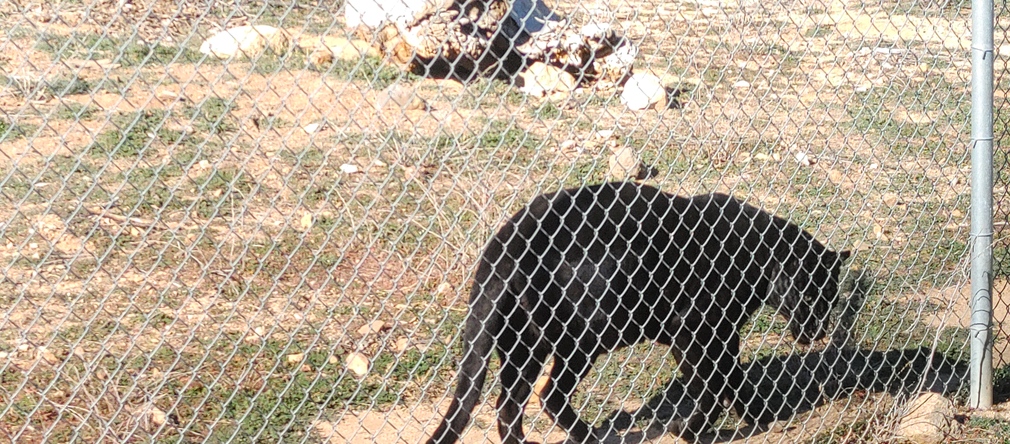 Black Bear at Out of Africa Wildlife Park