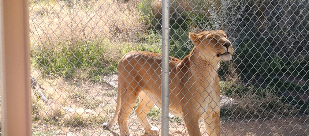 Lion at Out of Africa Wildlife Park