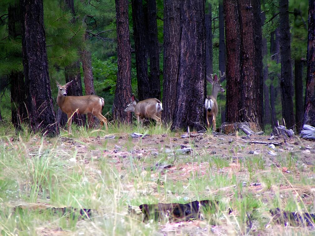 Forest Deer Gathering