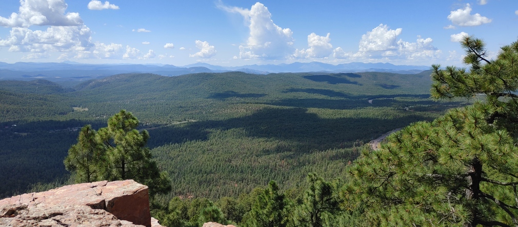 Pine Forest Panorama from High Cliff