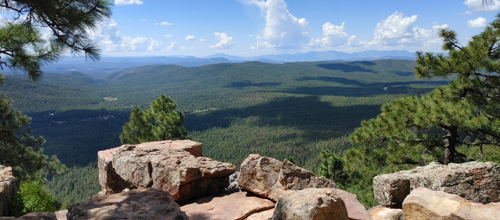 Pine Forest Panorama from Rocky Overlook