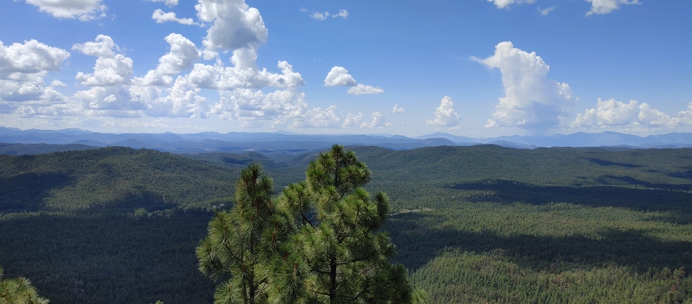 Pine Forest Panorama with Distant Mountains