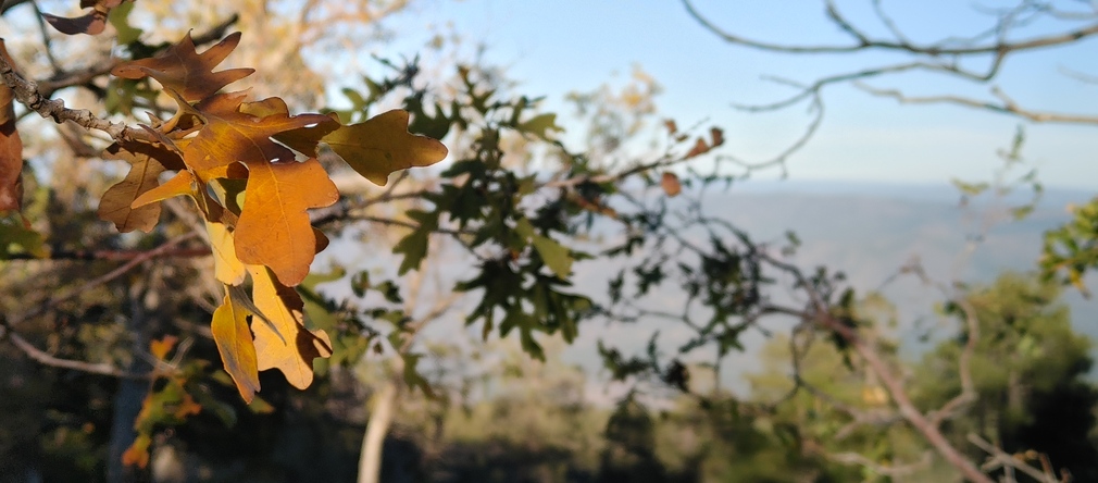 Golden Leaves in Gila County, Arizona