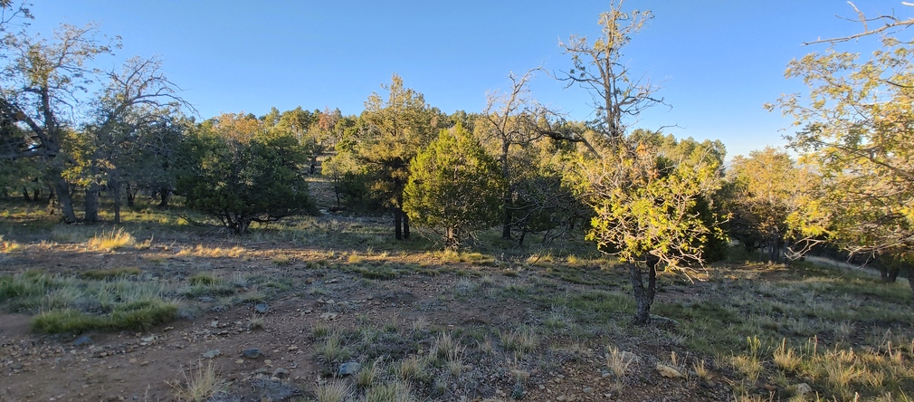 Gila County Forest at Sunset