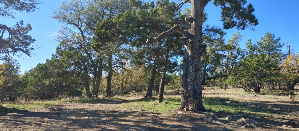 Gila County Forest in Fall
