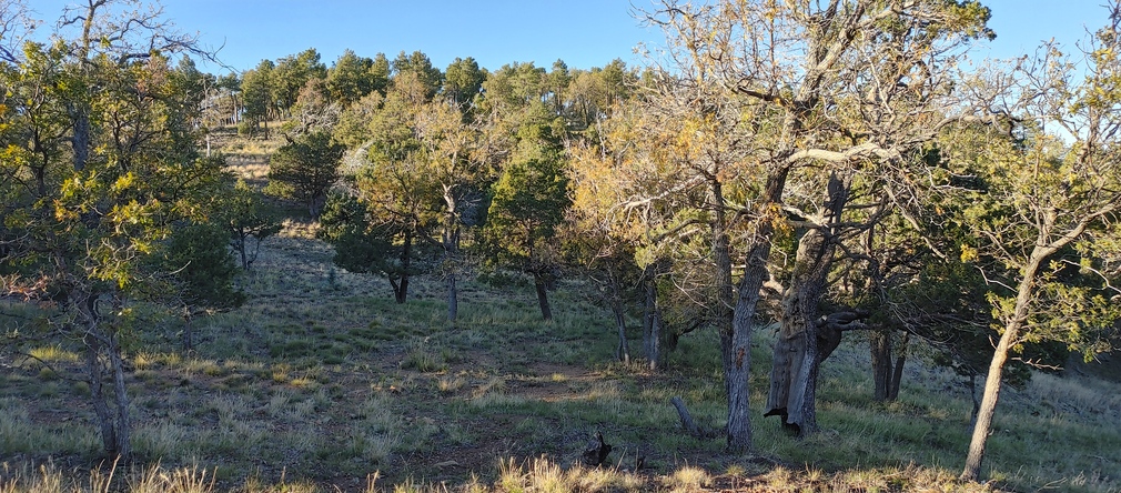 Gila County Forest at Sunset