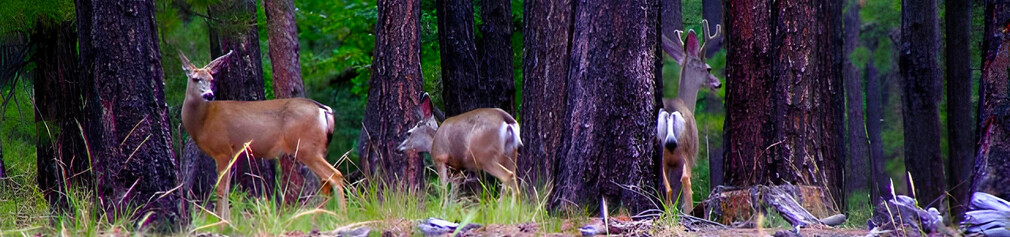 Deer in the Woods
