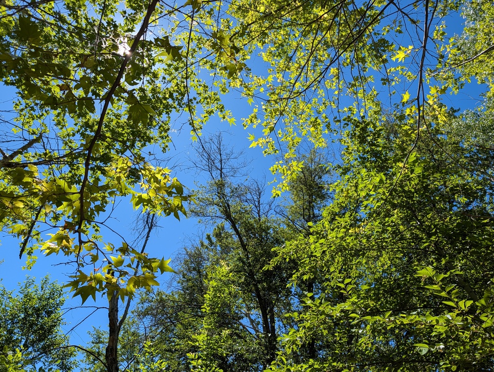 Beaver Creek Canopy, Camp Verde